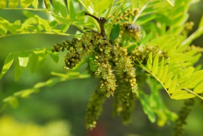 Gleditsia triacanthos 'Sunburst' - dřezovec trojtrnný 'Sunburst' - detail květenství a listy